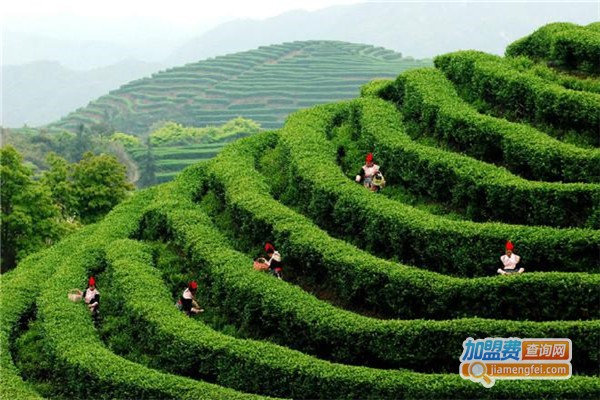 玉茗天下茶业加盟