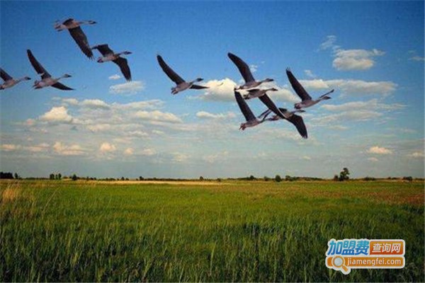 鸿雁养殖加盟费