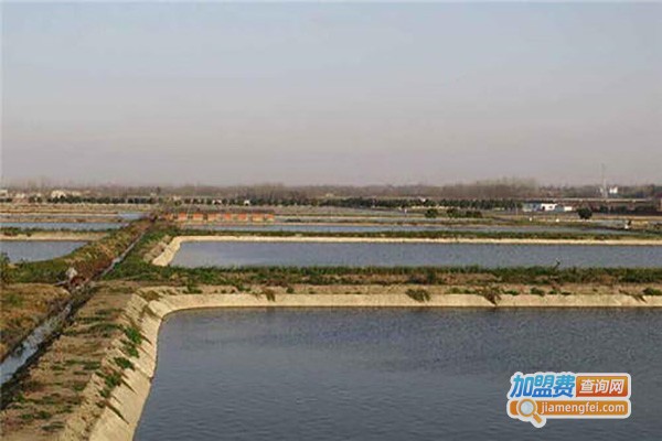 振农9号青蛙养殖加盟费