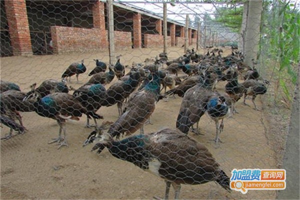 黑孔雀养殖加盟费