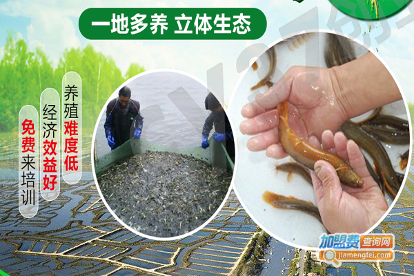 蛙食界泥鳅养殖加盟费