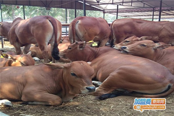 利木赞牛养殖加盟费