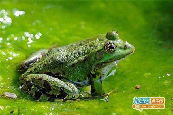 振农9号青蛙养殖加盟费