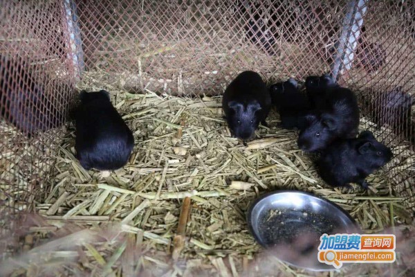 嘉腾9号豚狸养殖加盟费