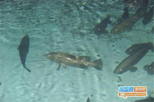 青石斑鱼养殖加盟费