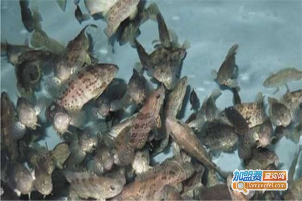 斜带石斑鱼养殖加盟费