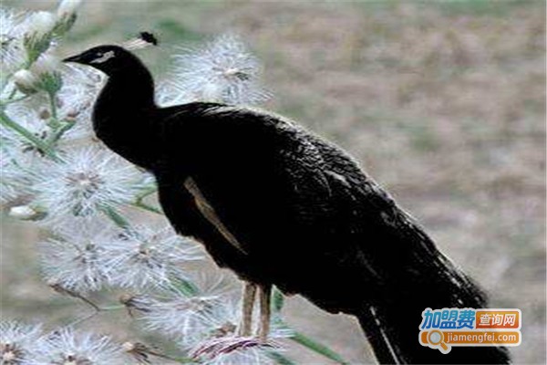 黑孔雀养殖加盟费