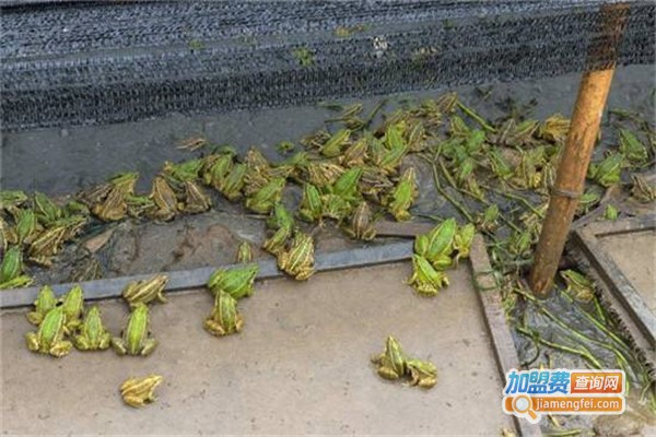 潜江百龙青蛙养殖