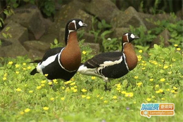 红胸黑雁养殖加盟费