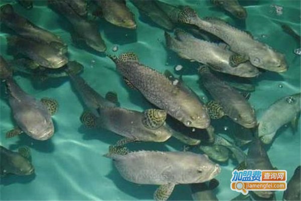 斜带石斑鱼养殖加盟费