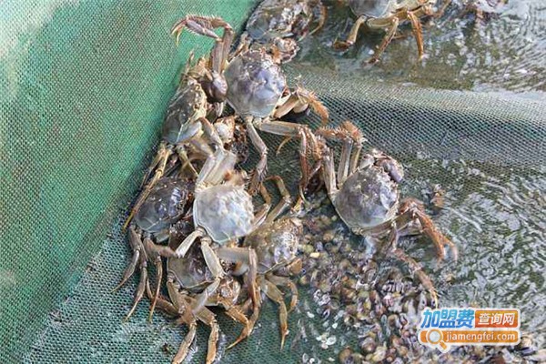 黄油蟹养殖加盟费