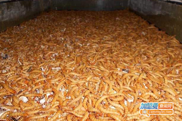 云滇九号黄粉虫养殖加盟费