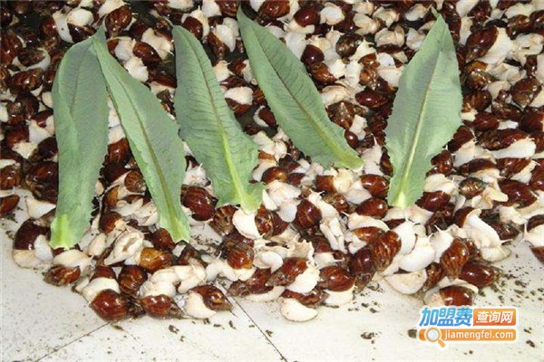 天泽惠丰蜗牛养殖加盟费