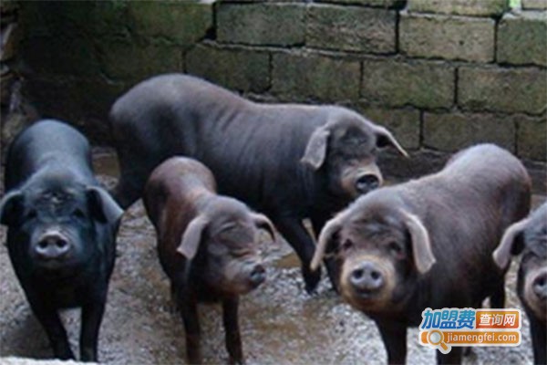 可乐猪养殖加盟