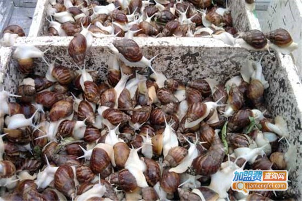 天泽惠丰蜗牛养殖加盟费