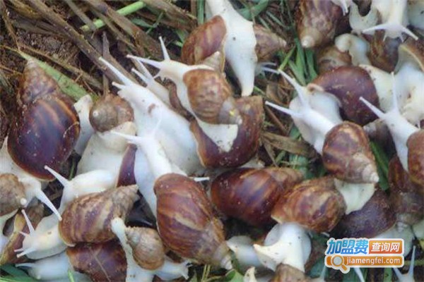 天泽惠丰蜗牛养殖加盟费