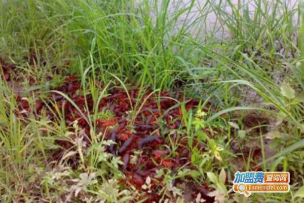 满江红龙虾养殖加盟费