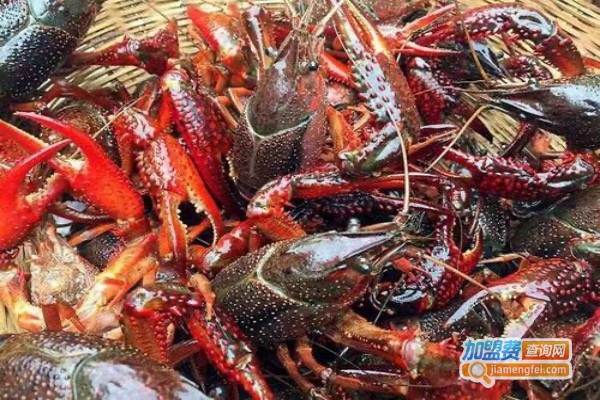 农丰虾王沼虾养殖加盟费