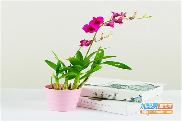 花语录·除甲醛加盟费