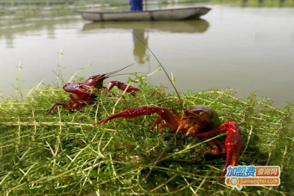 王府龙虾养殖加盟费