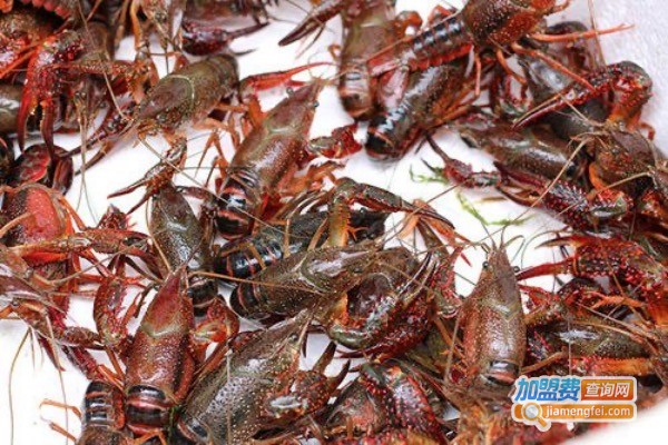 王府龙虾养殖加盟费