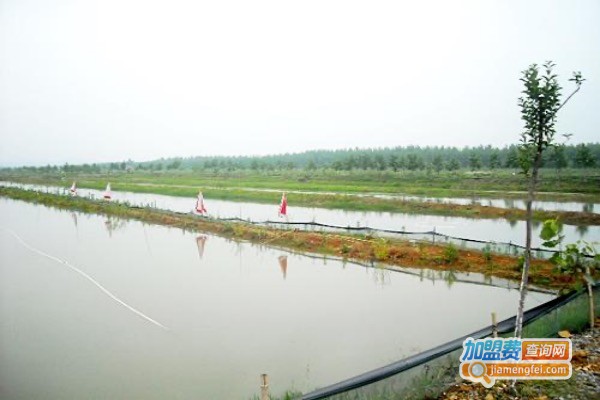 沭淮河龙虾养殖加盟费