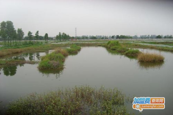 沭淮河龙虾养殖加盟