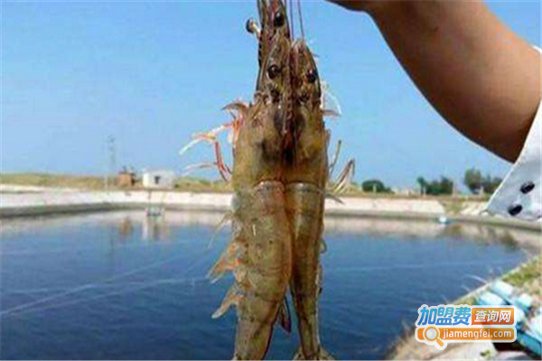 中农美科南美白对虾养殖加盟费