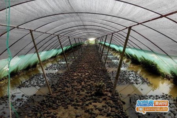 沭淮河龙虾养殖加盟费