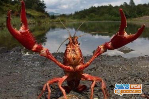 精英龙虾养殖加盟费