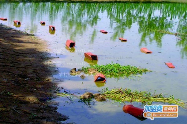 下塘龙虾养殖