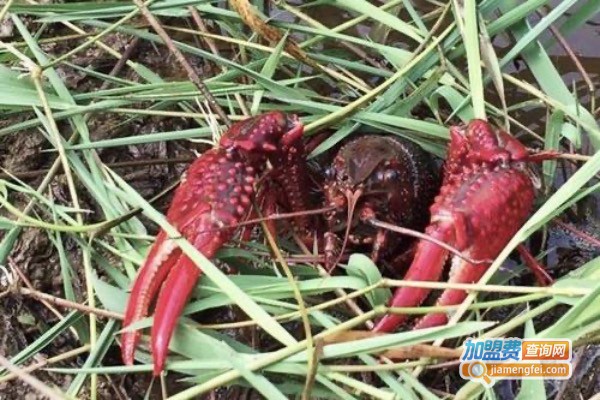 鹰杰龙虾养殖加盟费