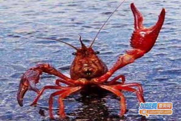 螯龙虾养殖加盟费