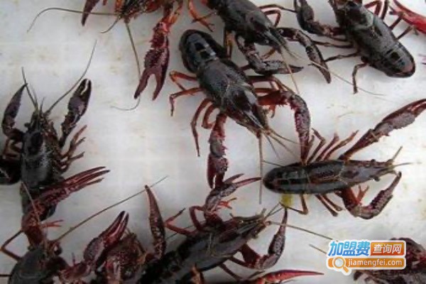 东河滩龙虾养殖