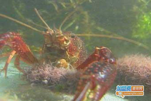 鹰杰龙虾养殖加盟费