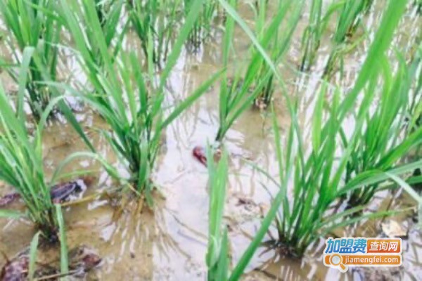 精英龙虾养殖加盟费