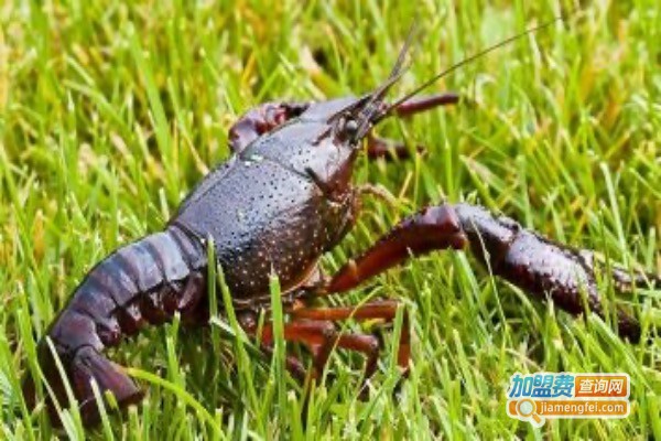 东河滩龙虾养殖