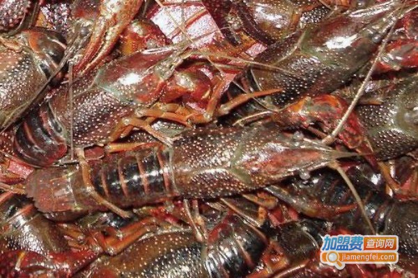 精英龙虾养殖加盟费