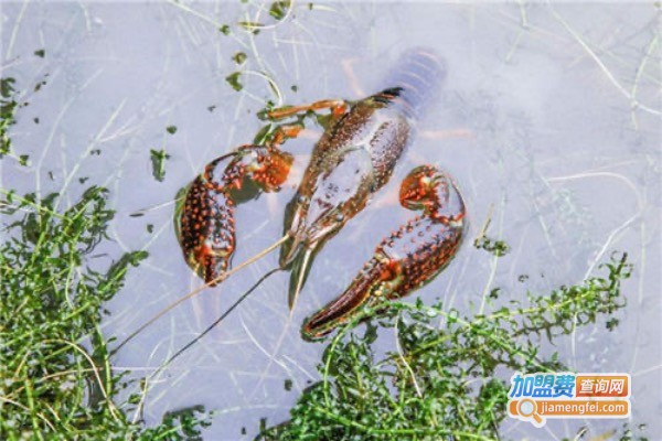 恒发小龙虾养殖加盟