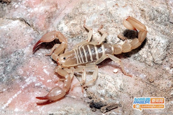 民创药蝎养殖加盟费