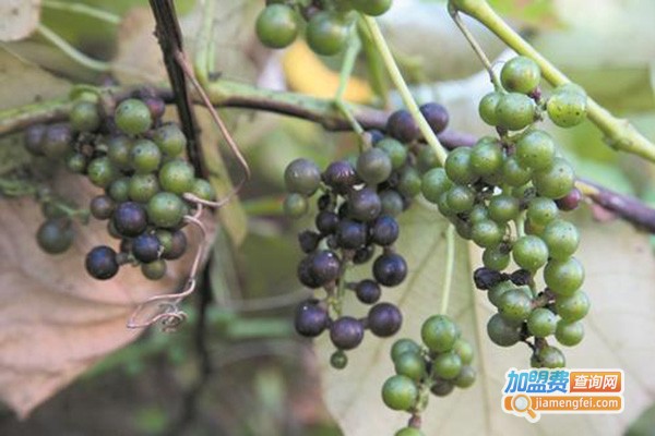 武当红野生葡萄加盟门店