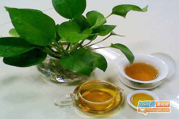 刺儿茶饮料加盟费