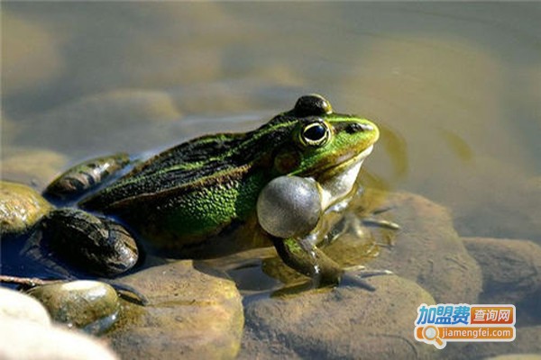 蛙到财富青蛙养殖加盟费