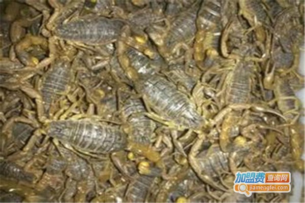 盛丰9号蝎子养殖加盟门店