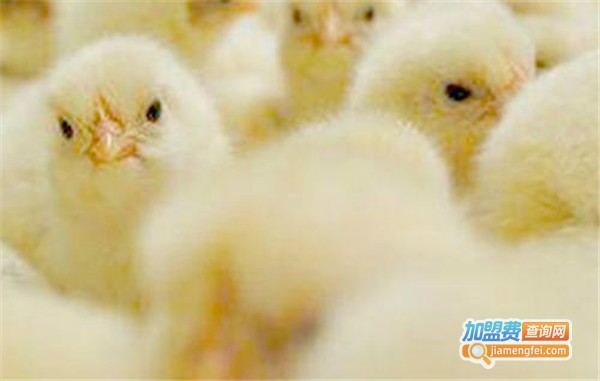 牧歌鸡苗加盟费