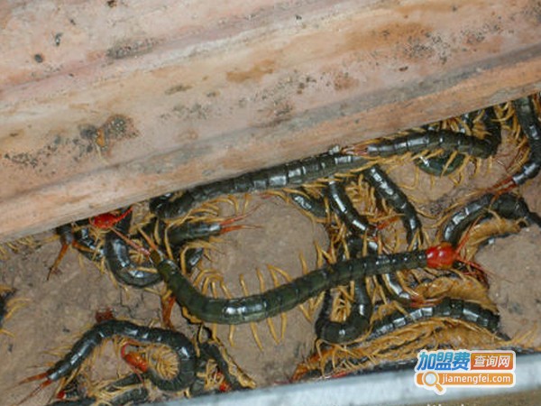 湘隆蜈蚣养殖加盟费