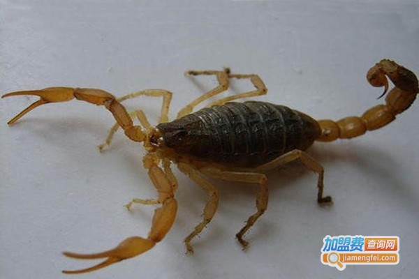 东亚一号全蝎加盟费