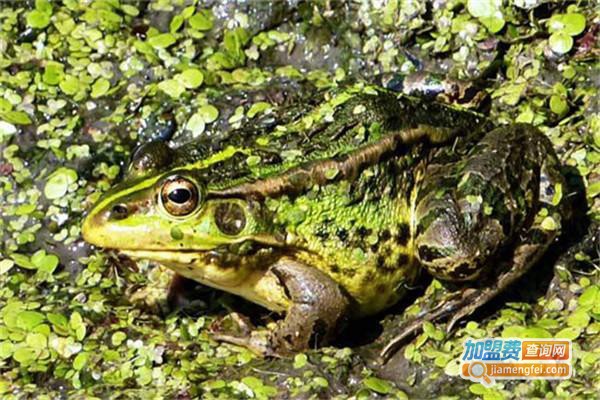 农聚源黑斑蛙养殖加盟费