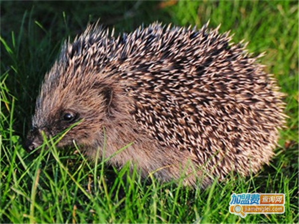 中华金刺猬加盟费