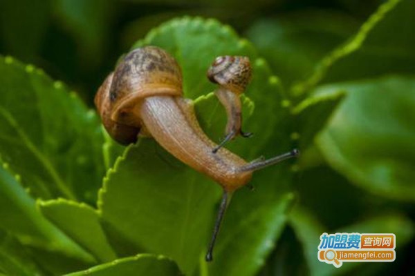 神农8号蜗牛加盟费